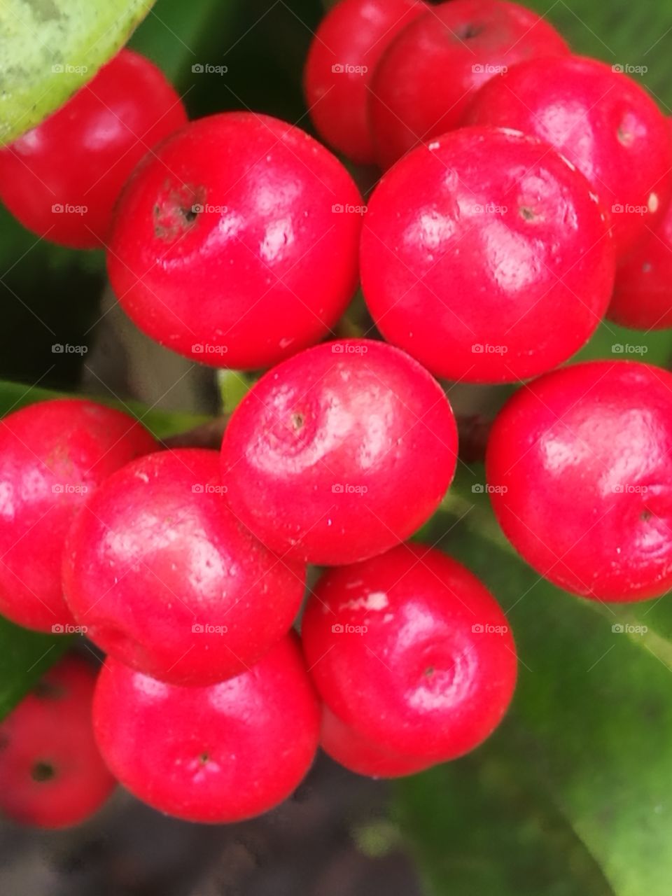Bright Berries