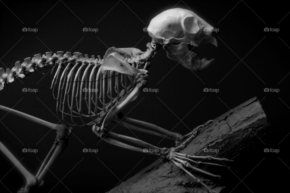 Monkey Skeleton - American Museum of Natural History 
