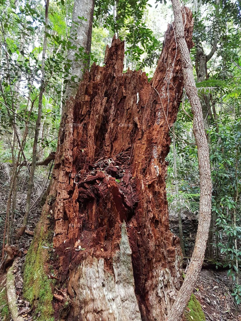 Tree Trunk