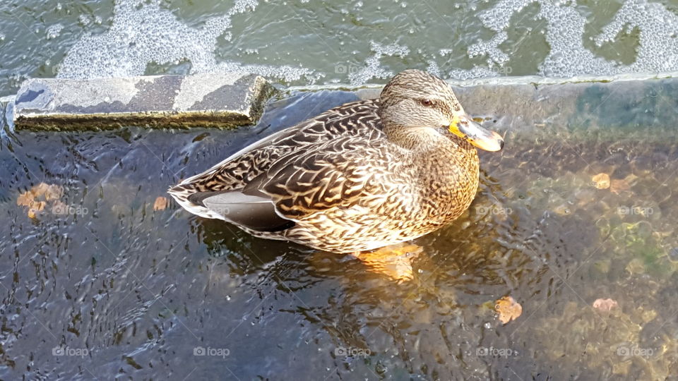 female duck