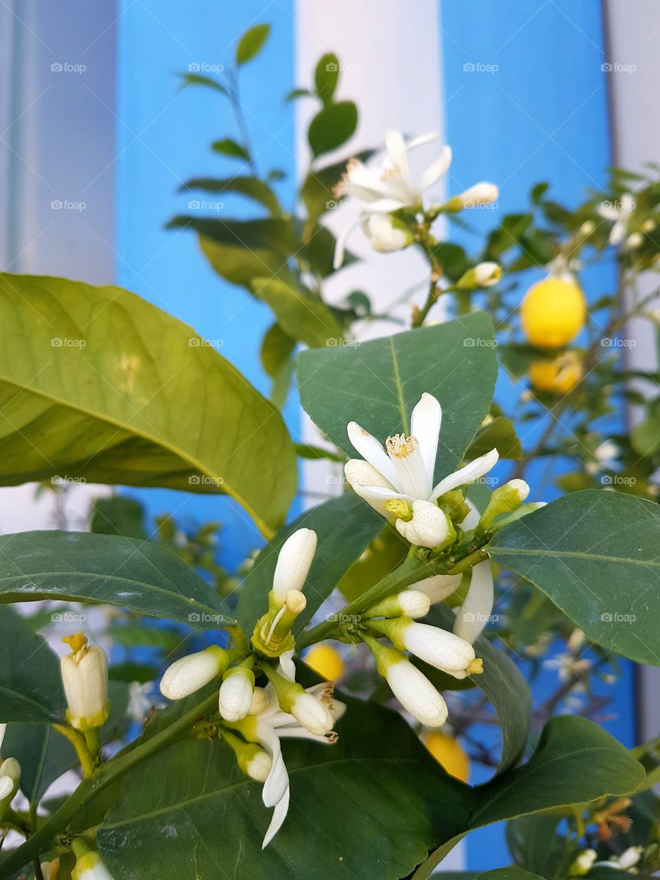 Lemon tree in bloom with blue background