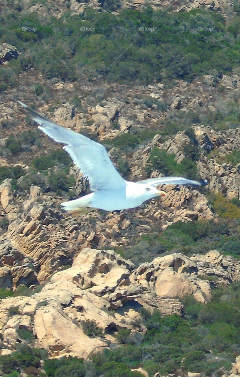 seagull in sardinia