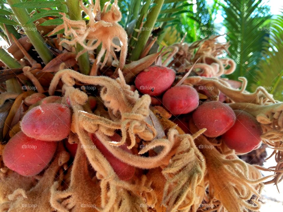 palm fruit