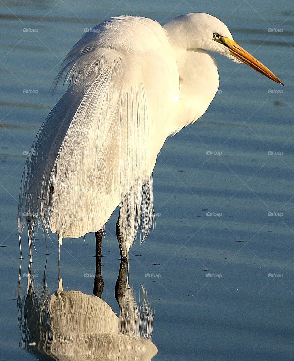 Great Egret in Early Morning