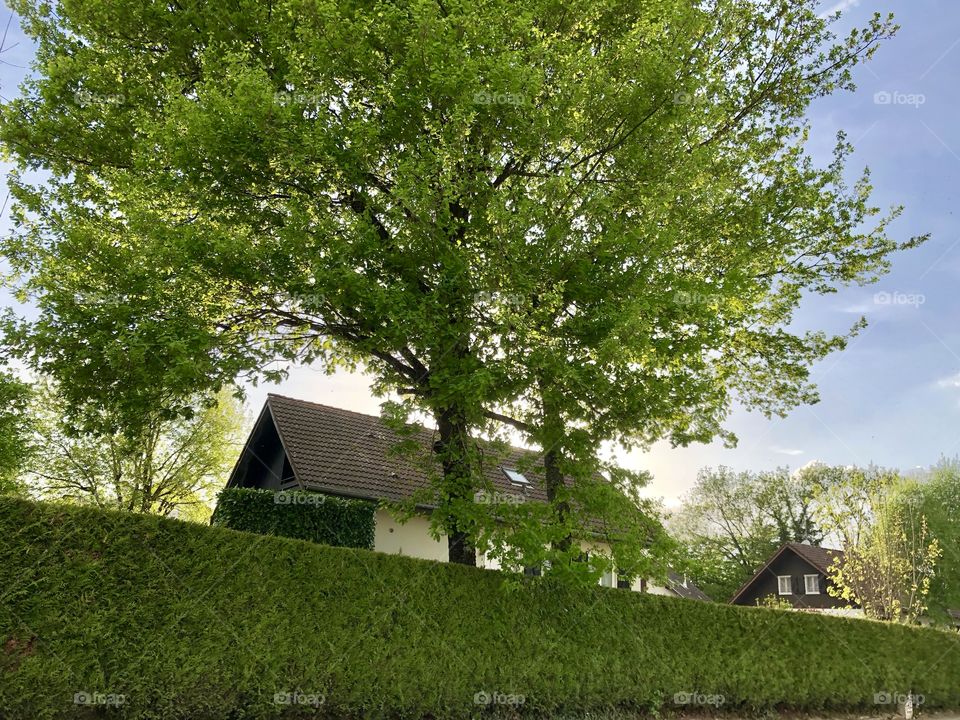 Houses and green hedge at Ferney-Voltaire, France