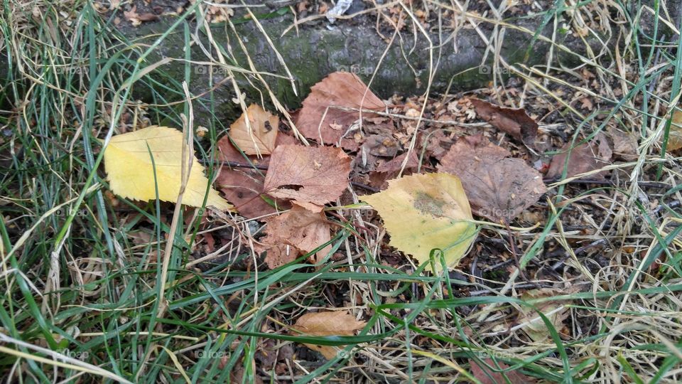 Yellow and brown autumn leaves on a ground