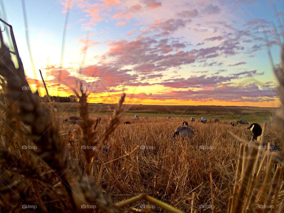 Morning Waterfowl Hunt