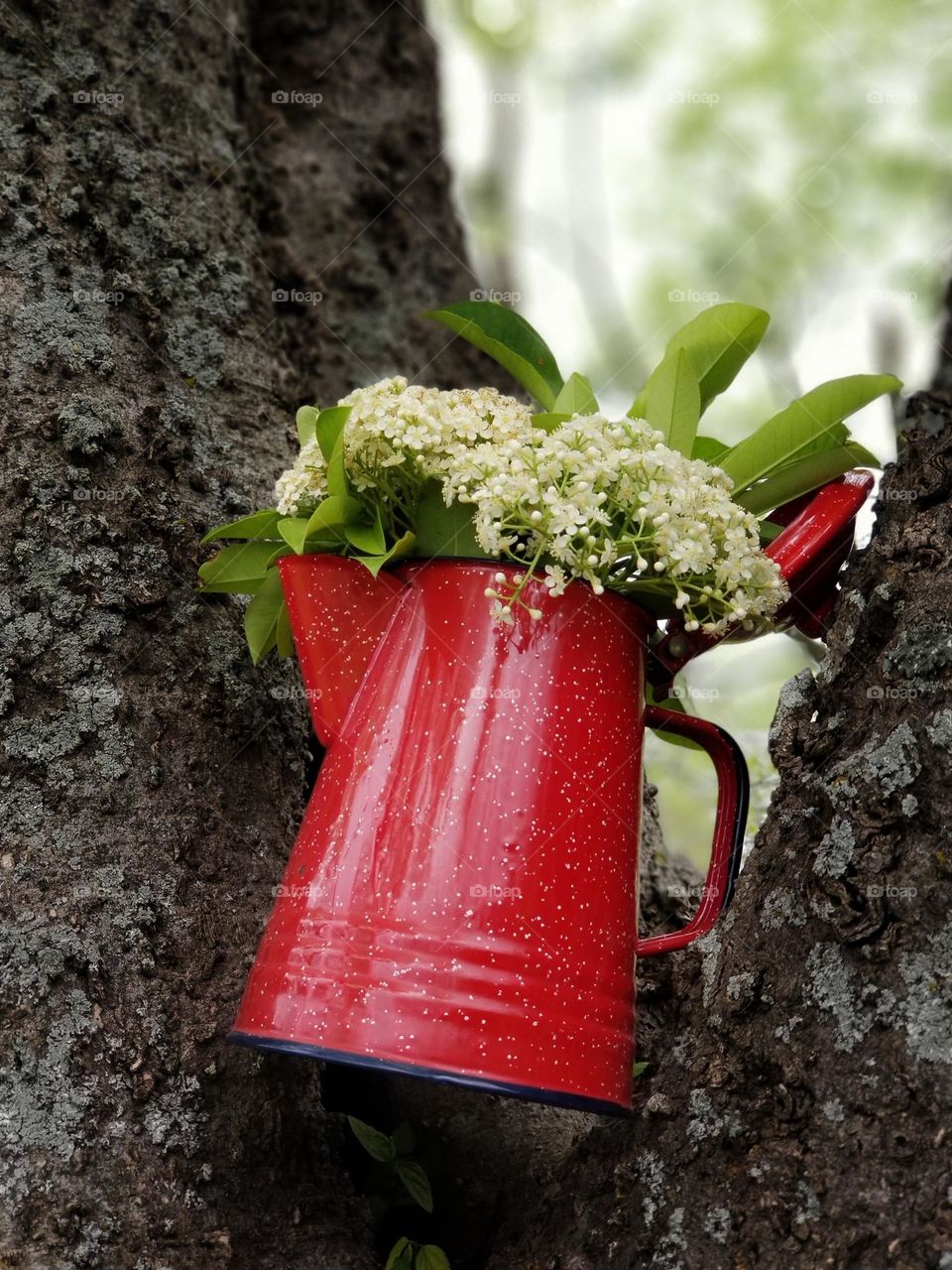 Campfire Coffee Pot in a Tree with Flowers