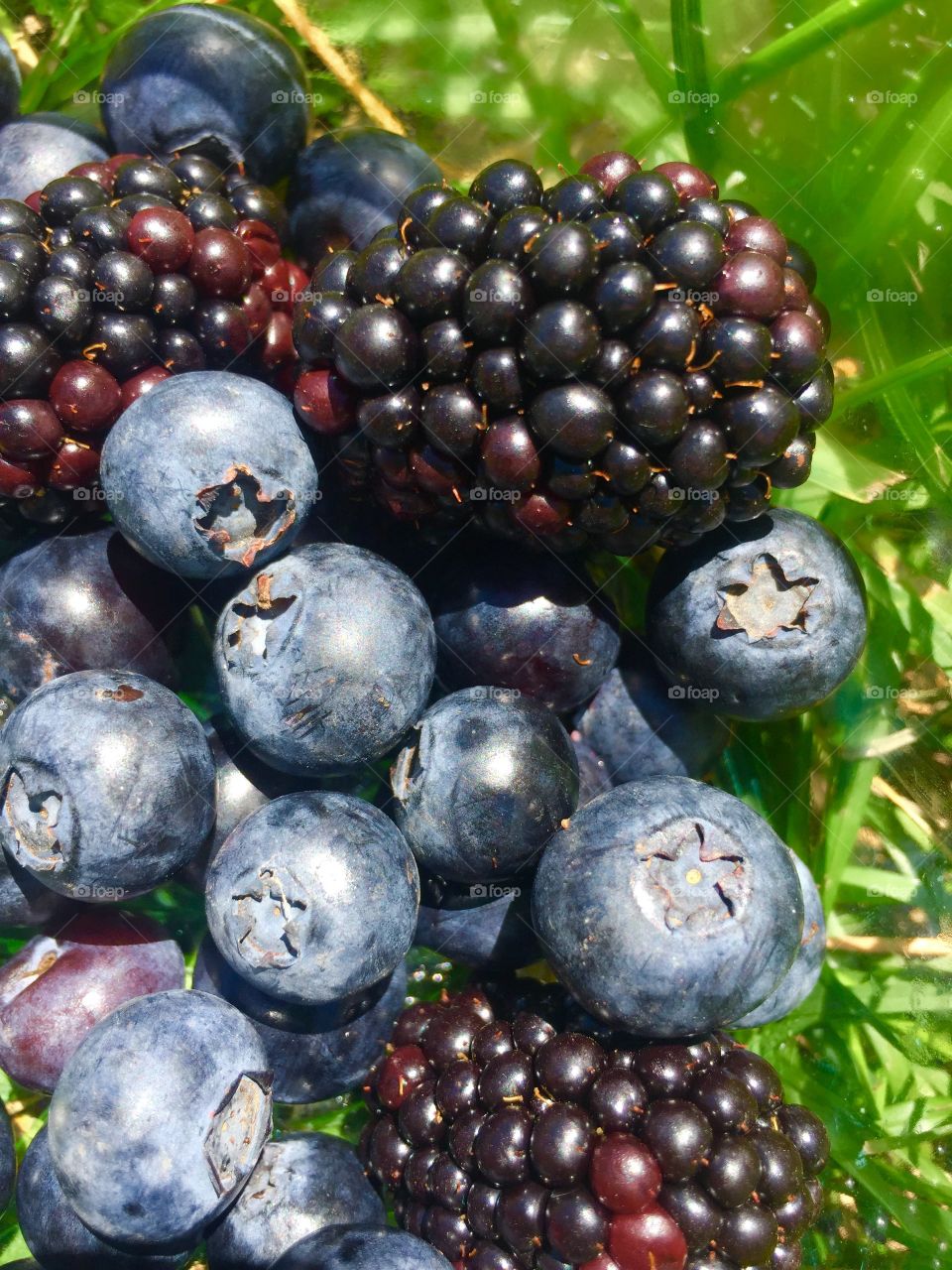 Blackberries and blueberries 