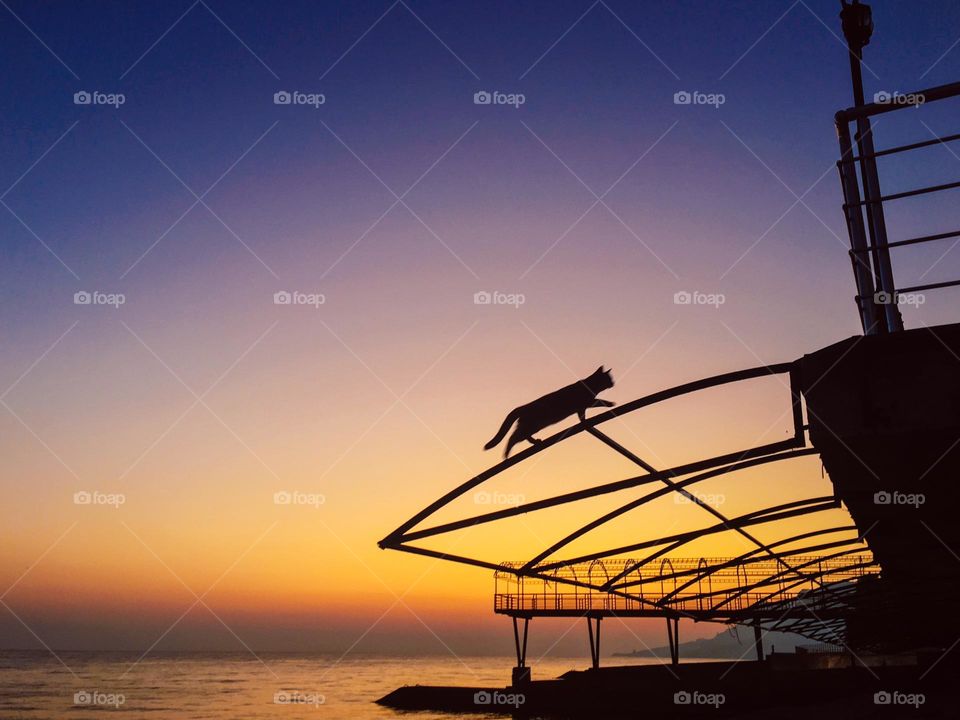 Silhouette of cat walking on sunset