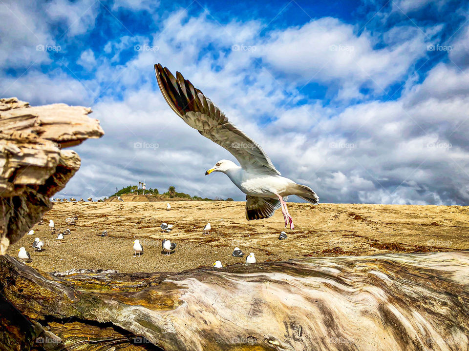 Flora And Fauna Foap Mission! Remarkable Close Shot Seagull In Flight With Brilliant Blue Skies, Driftwood and White Puffy Clouds!