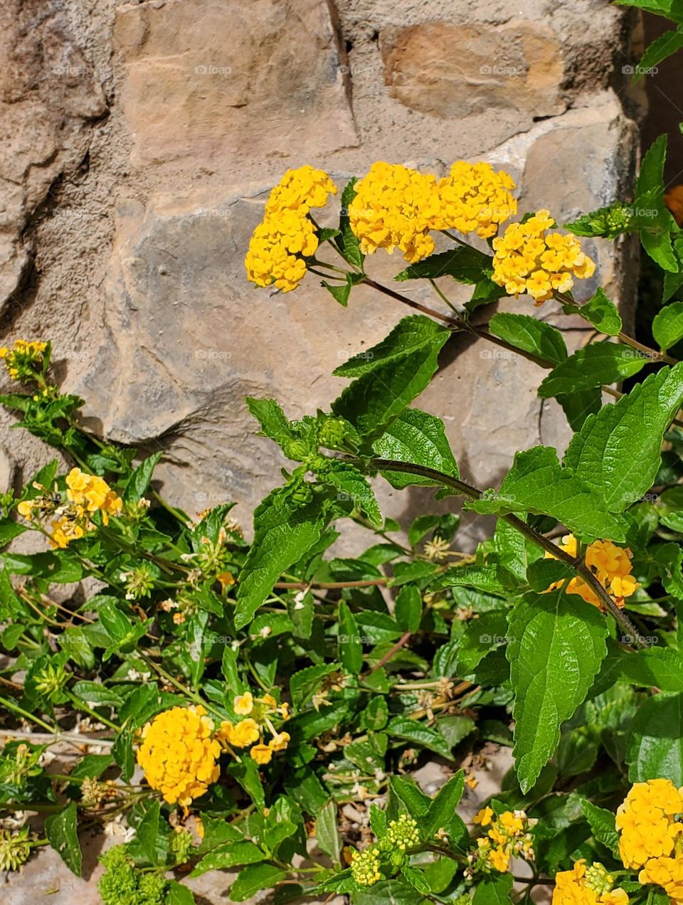 Spring Flowers Against a Stone Wall