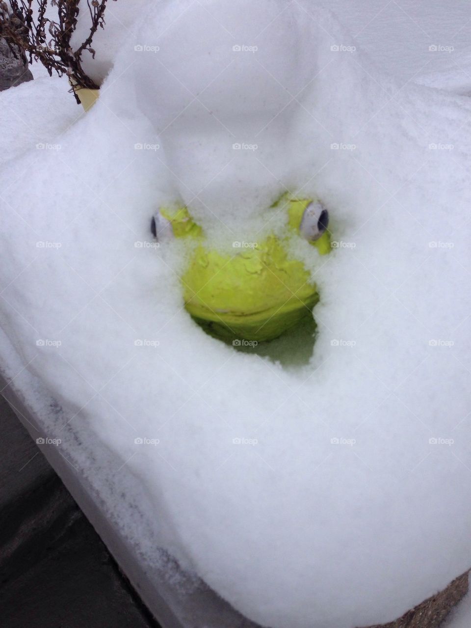 Snowfrog. Just a cute pic
