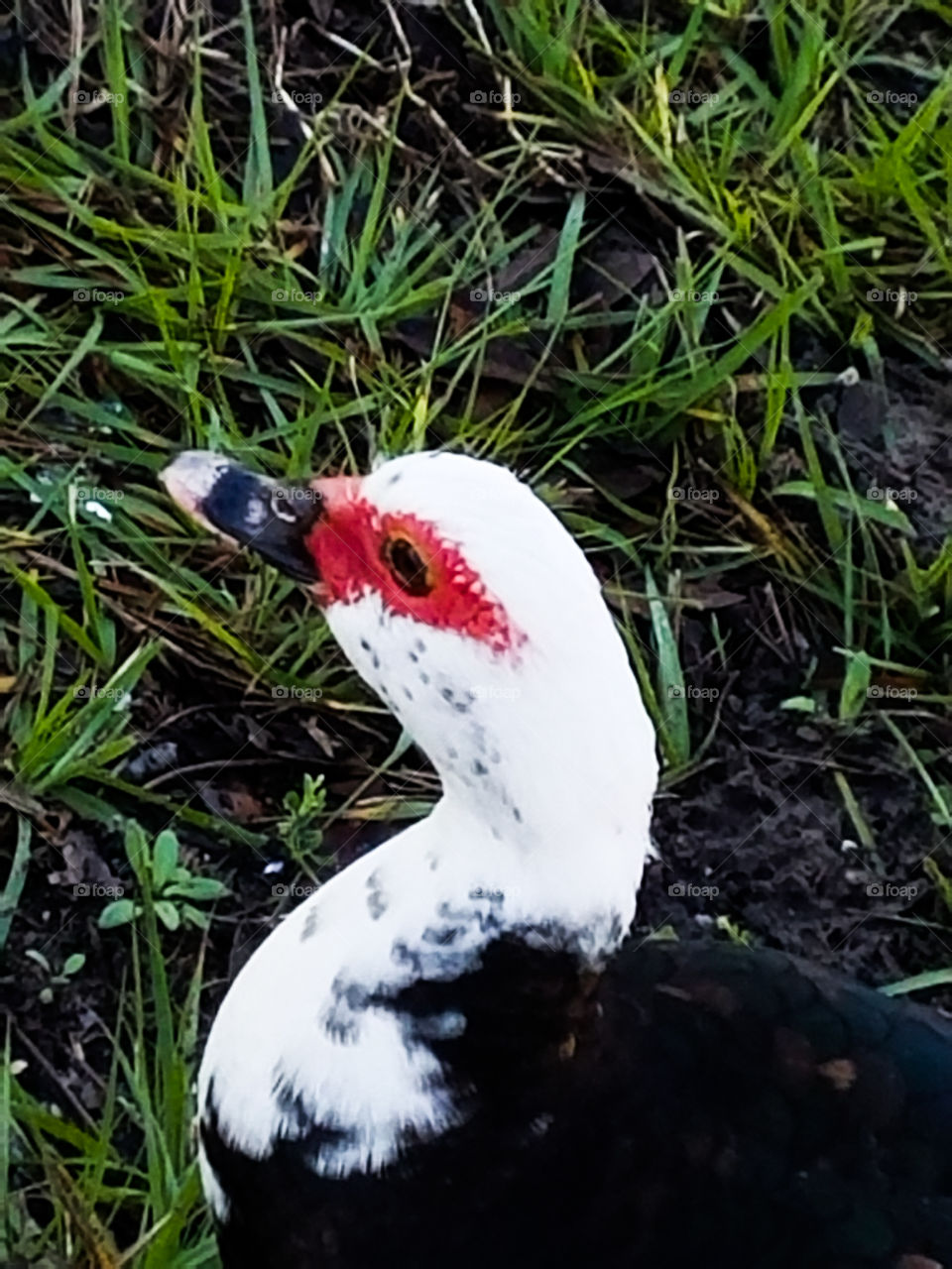 Closeup of a female duck sitting in the grass
