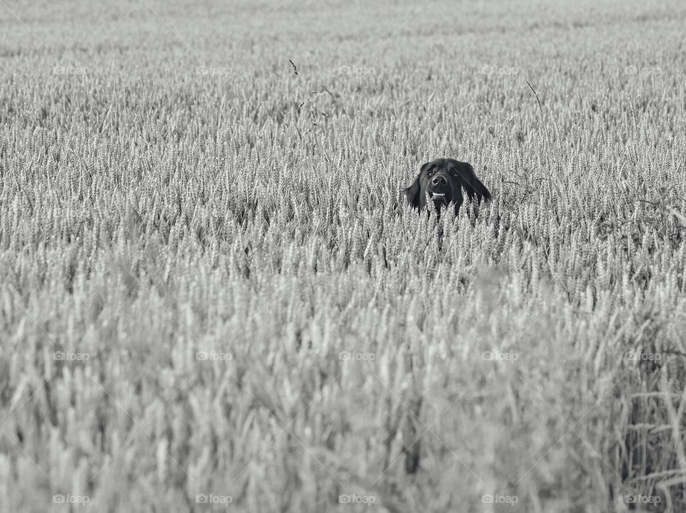 Dog in cereal field