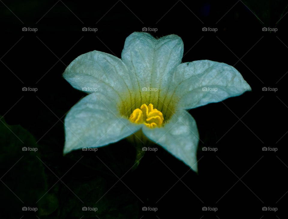 White flower  - Ivy  Gourd