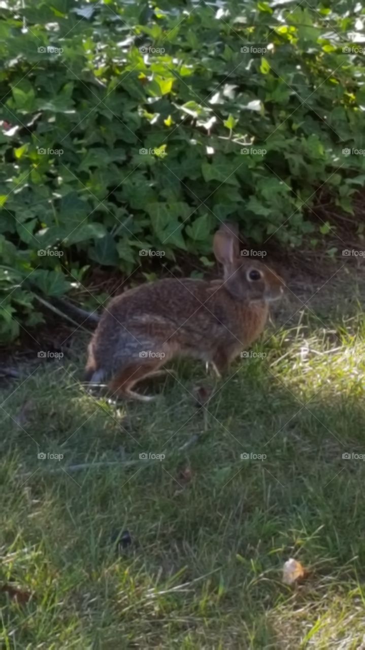 Bunny in the Yard!