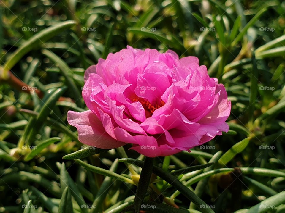 the portulaca grandiflora