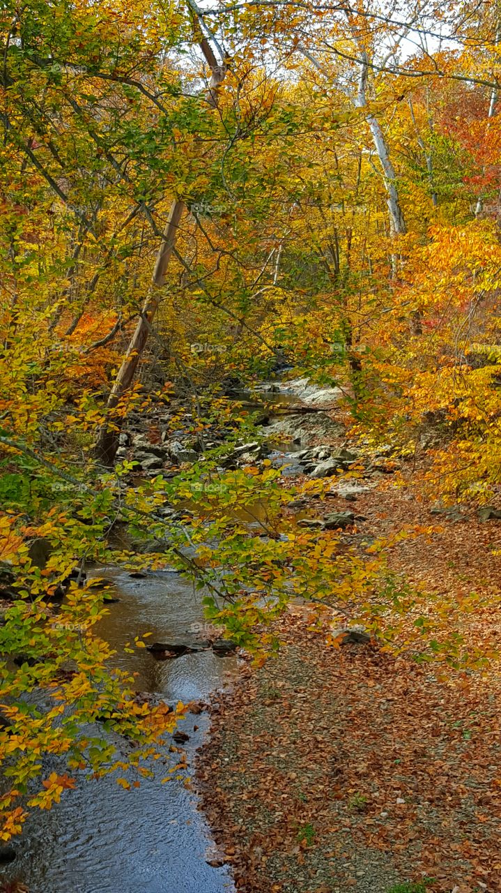 Scenic view during autumn