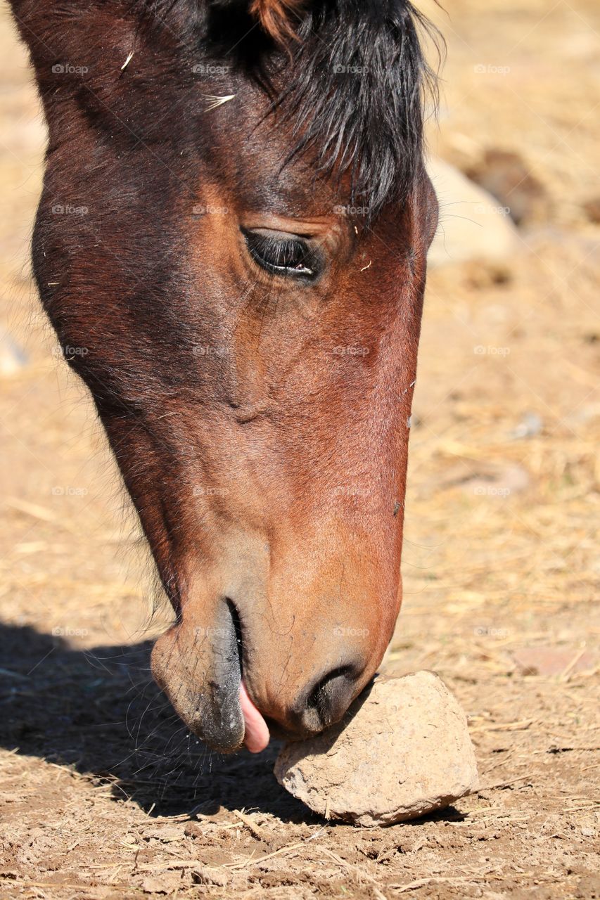 Wild American mustang horse licking ground while grazing in the desert 