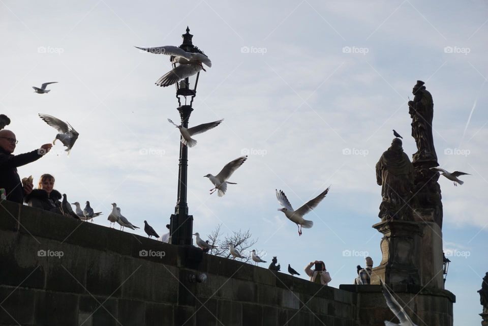 Urban#birds#fly#sky