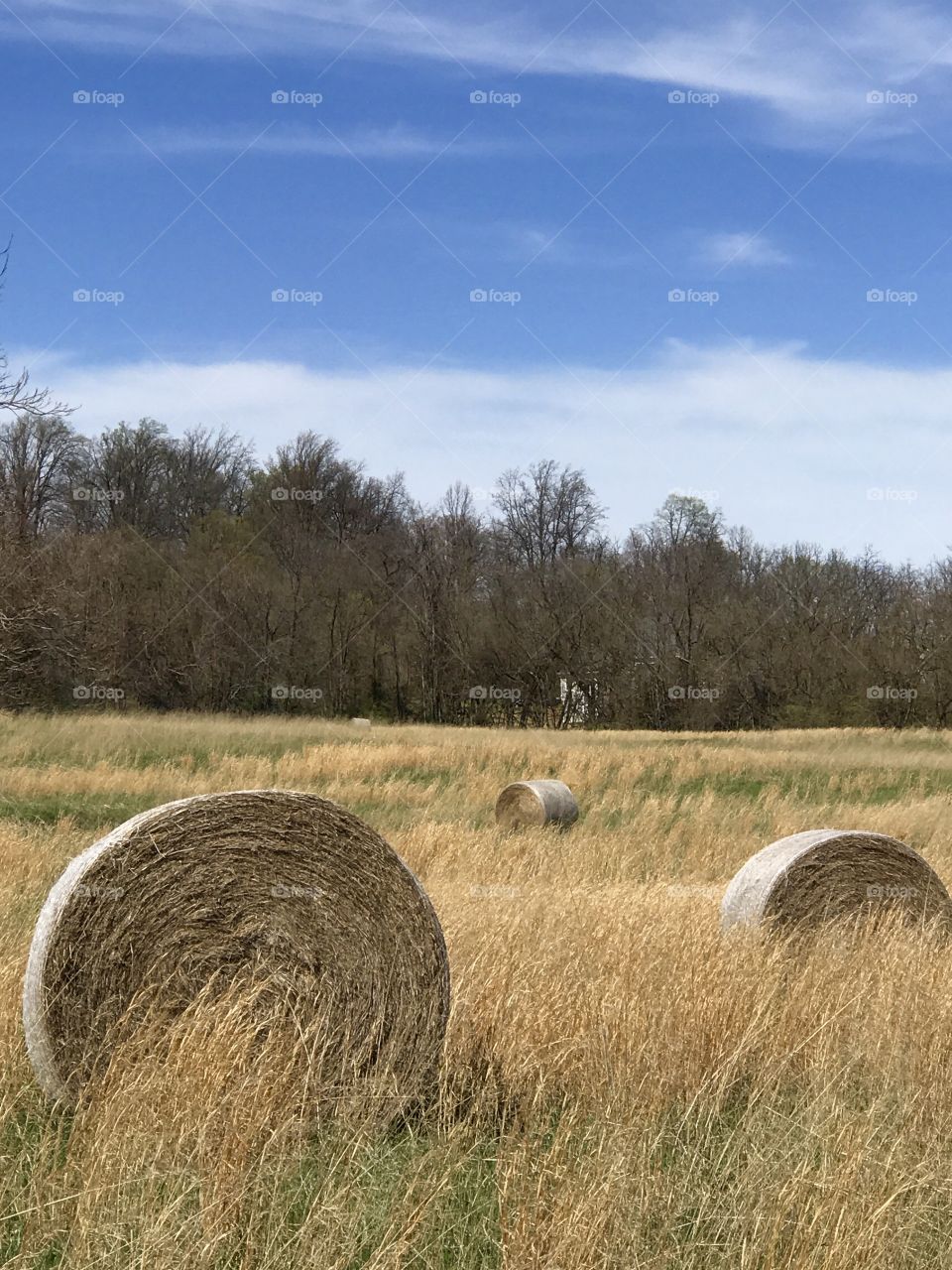 Hay bales in field