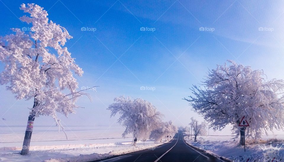 Winter landscape