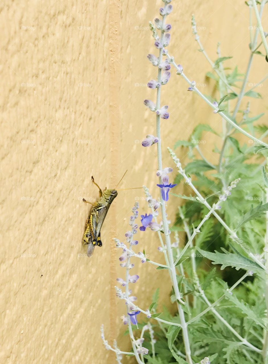 Sometimes you forget just how big a grasshopper is until one hangs out in your garden.