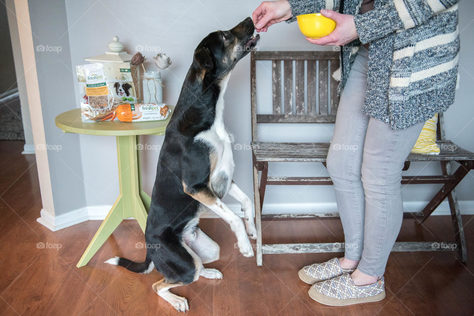 Woman feeding her pet terrier dog indoors
