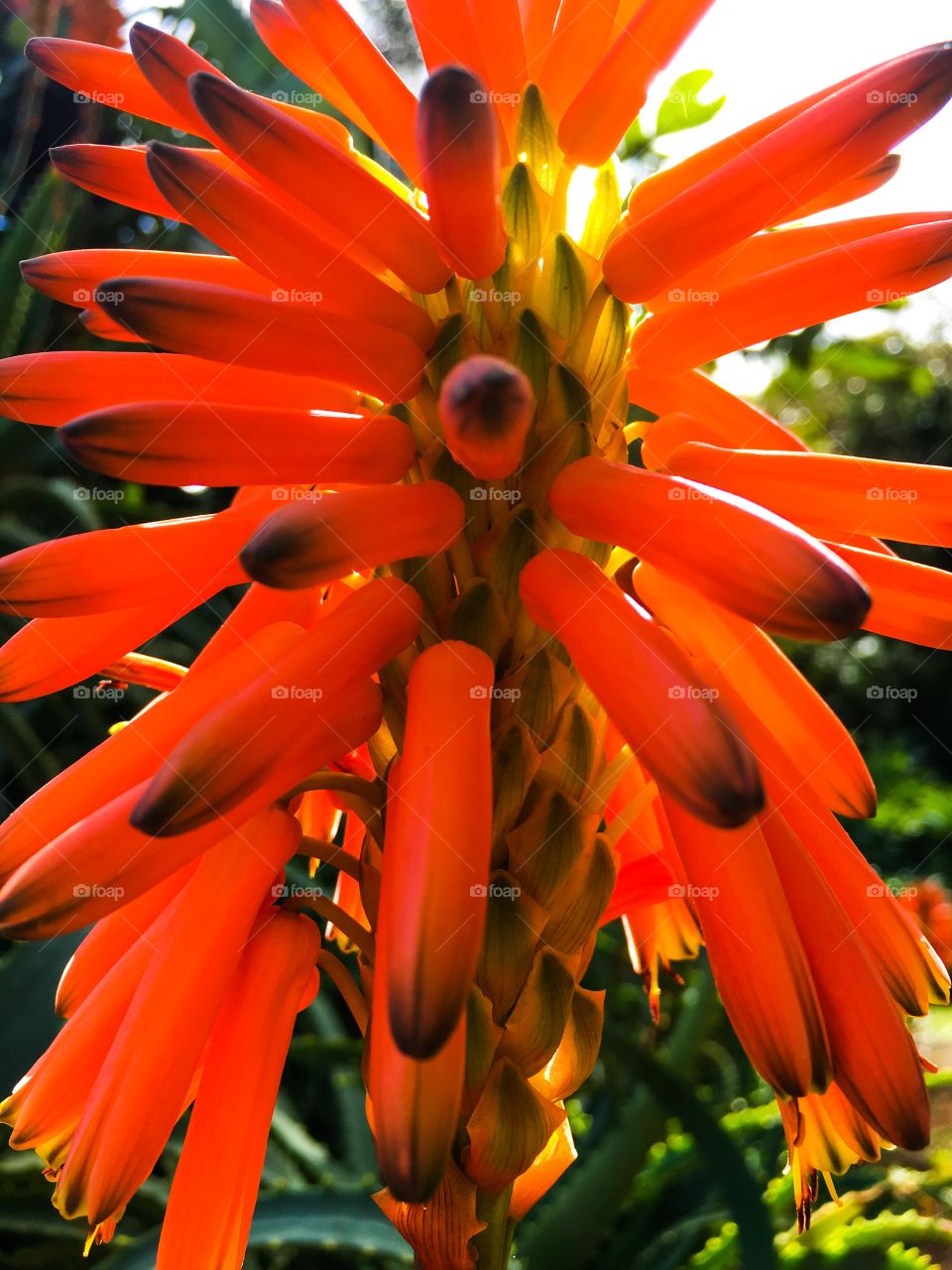 Aloe Vera flower bloom succulent