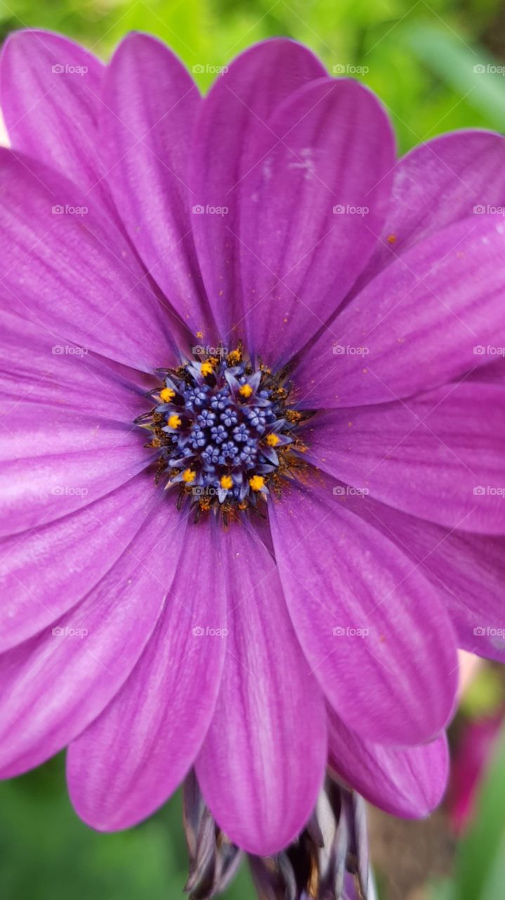 Blue centre of purple flower
