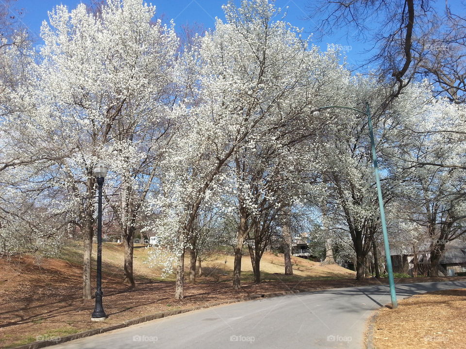 Dogwood trees in bloom