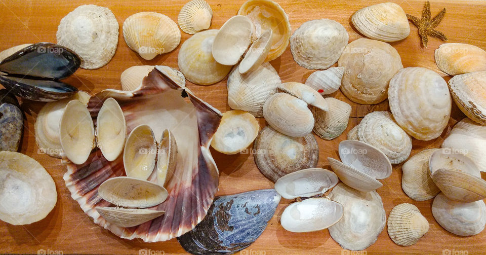 seashells