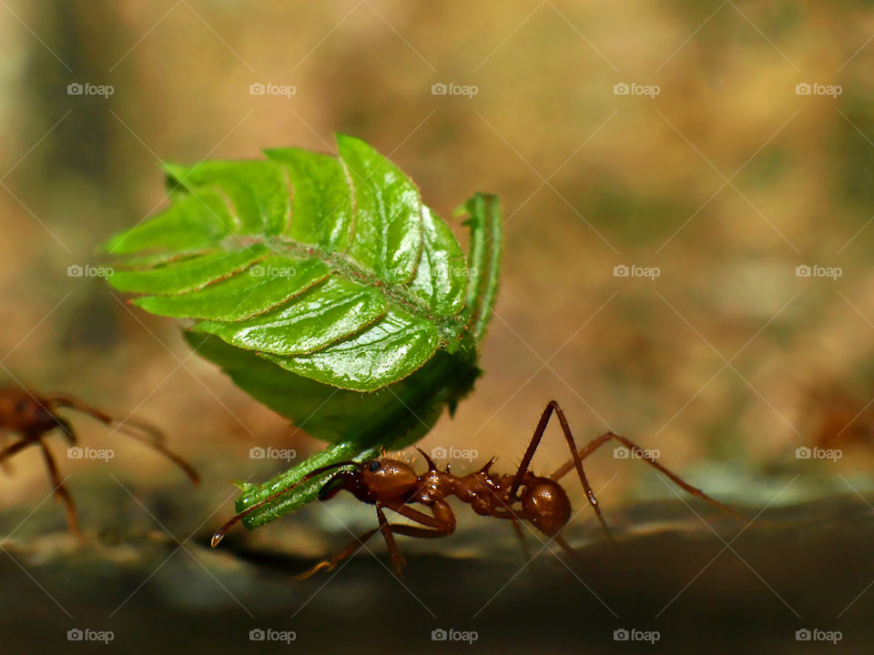 Macro shot of an ant carrying a leaf.