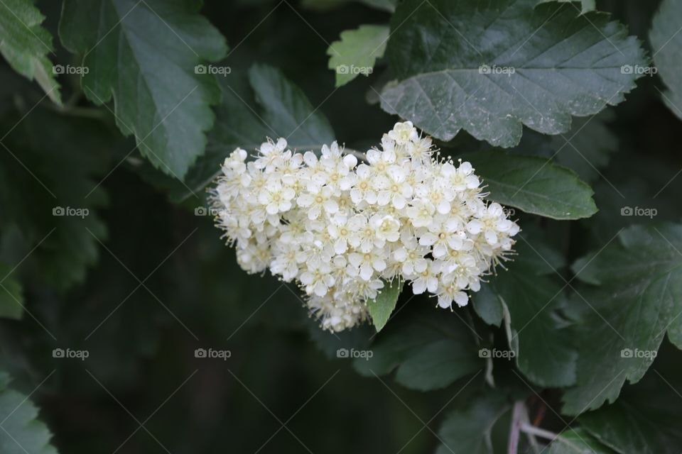 White flowers in bloom 