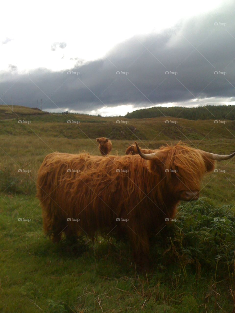 Cows in the isle of Mull
