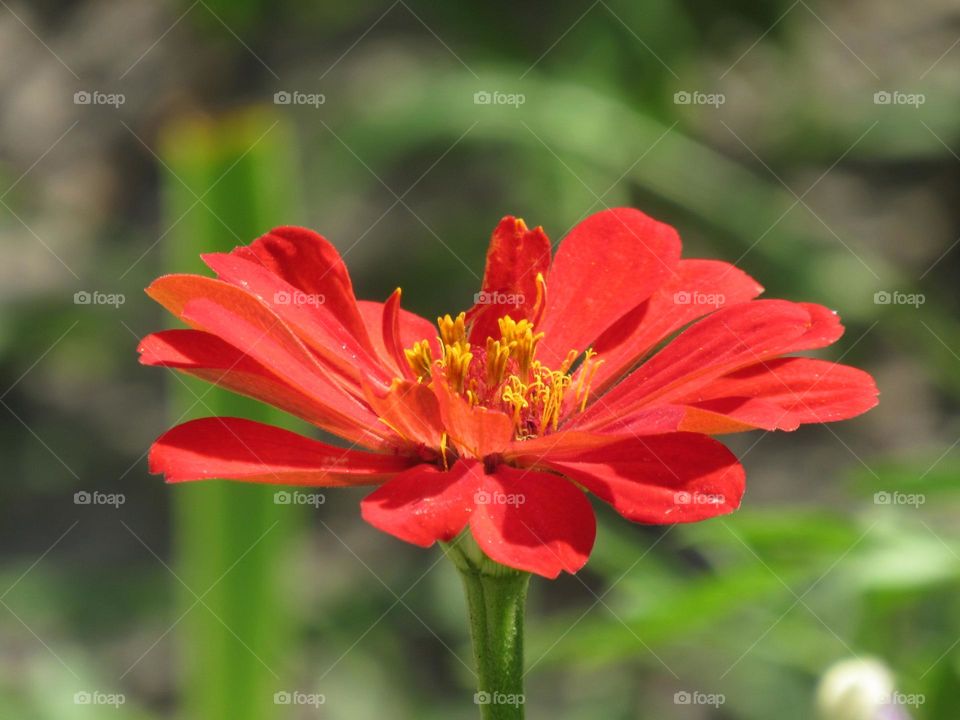 red flower