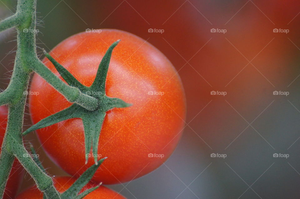 Macro tomato