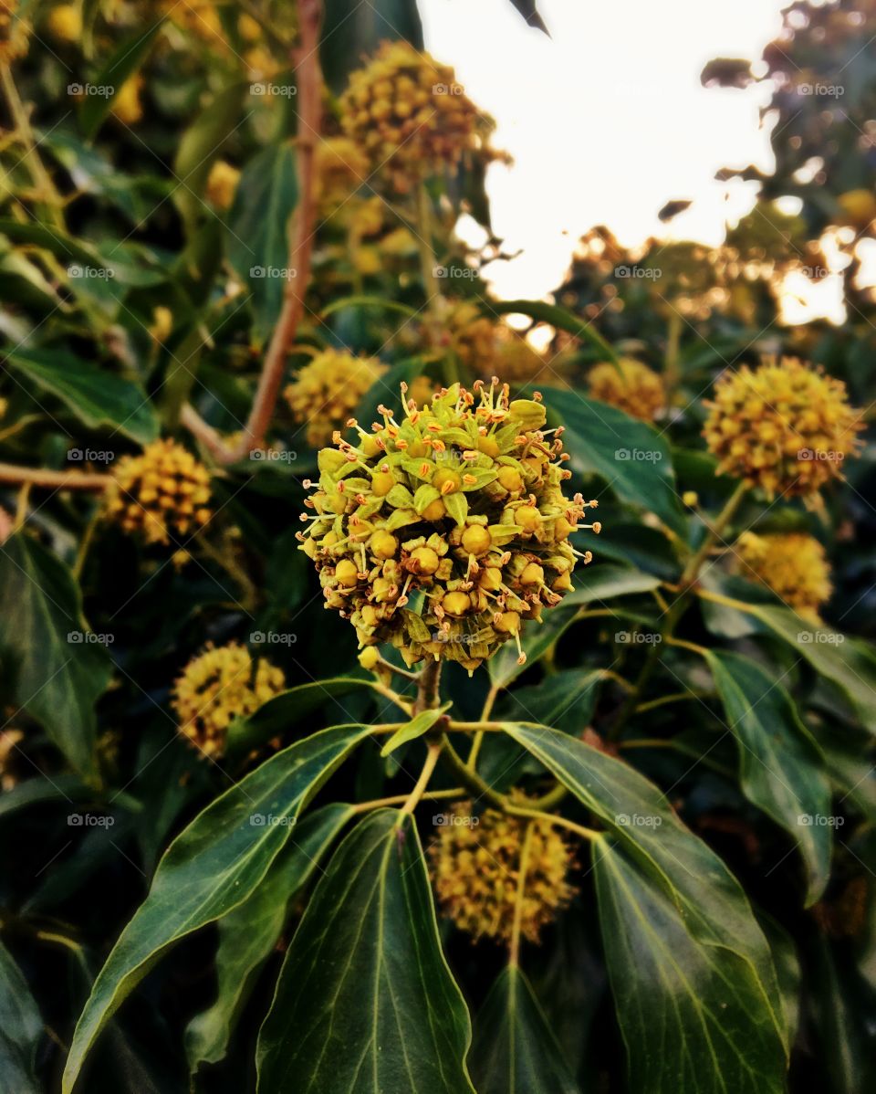 Close up of seed pods