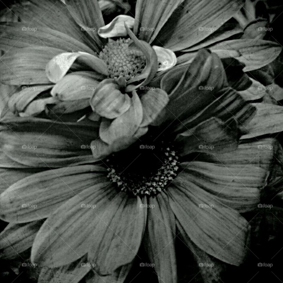 b+w dahlia