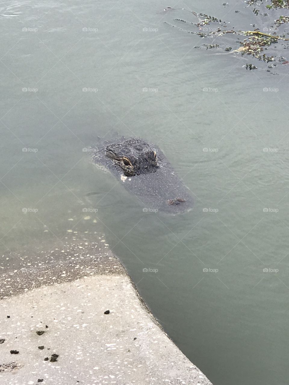 Mama Gator 