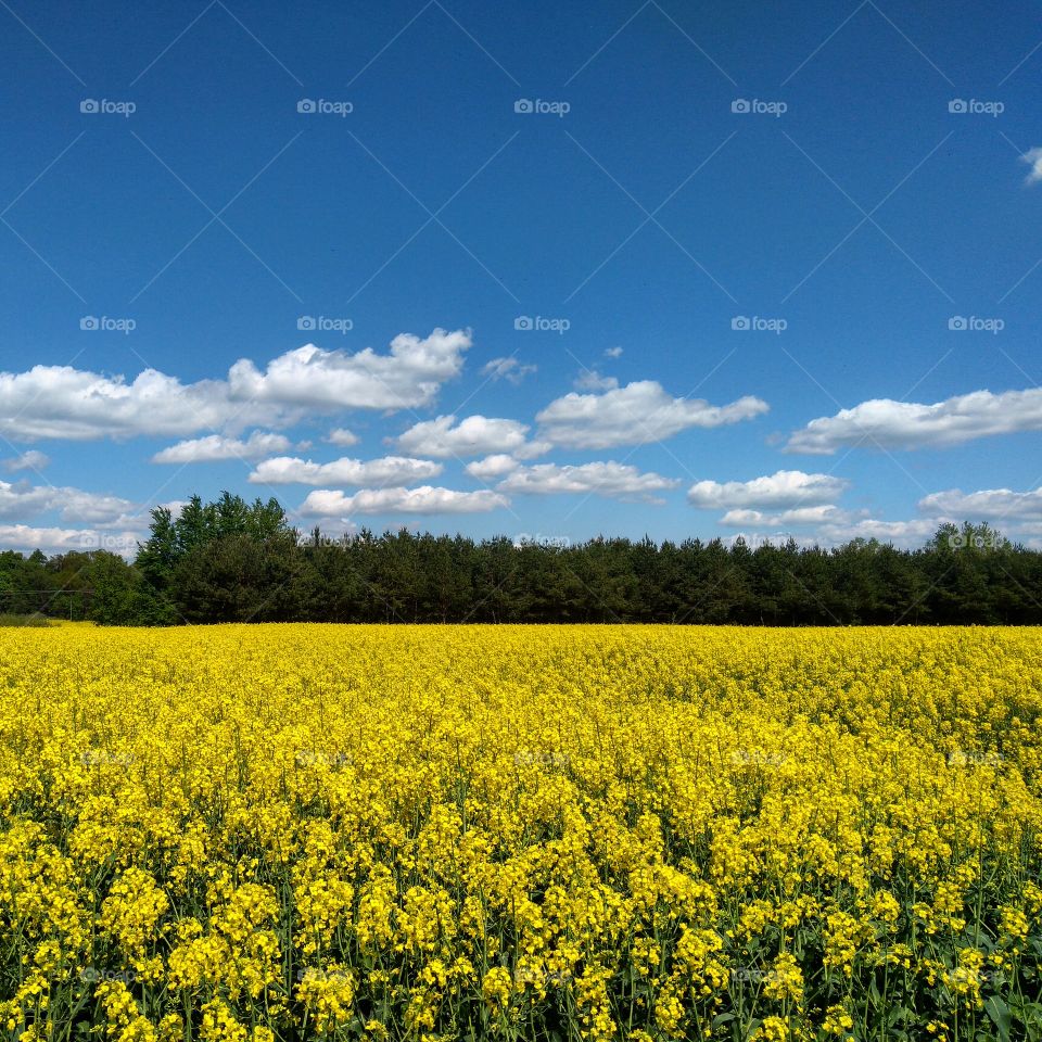 Yellow rapeseed fields
