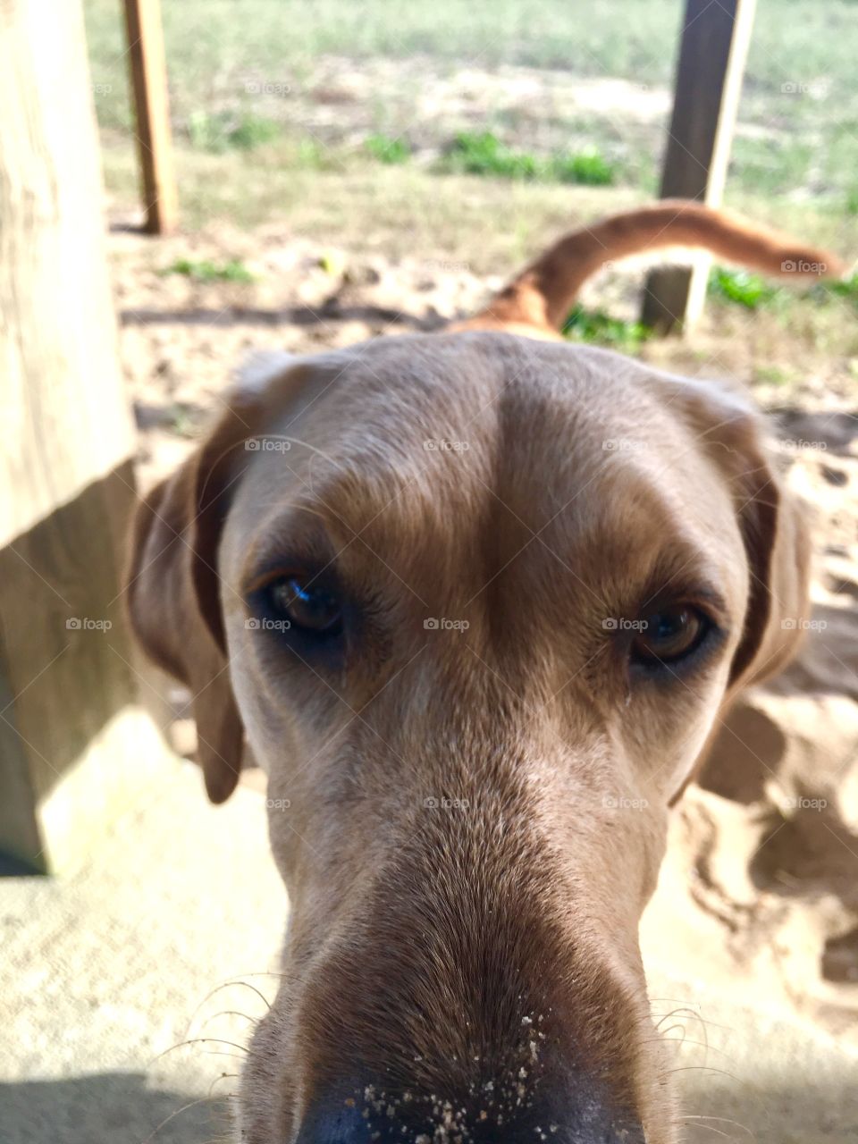 Puppy dog with sandy nose