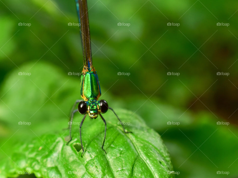 eyes of a damselfly