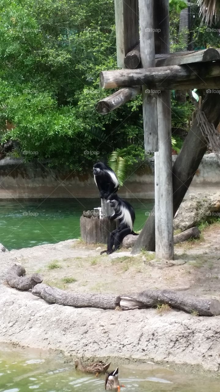 black and white primates. I took my mom to a major zoo for the first time