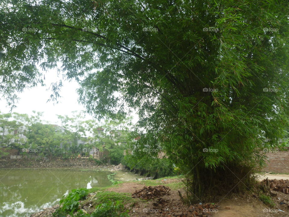 bamboo. taken at my hometown in Apr 2015