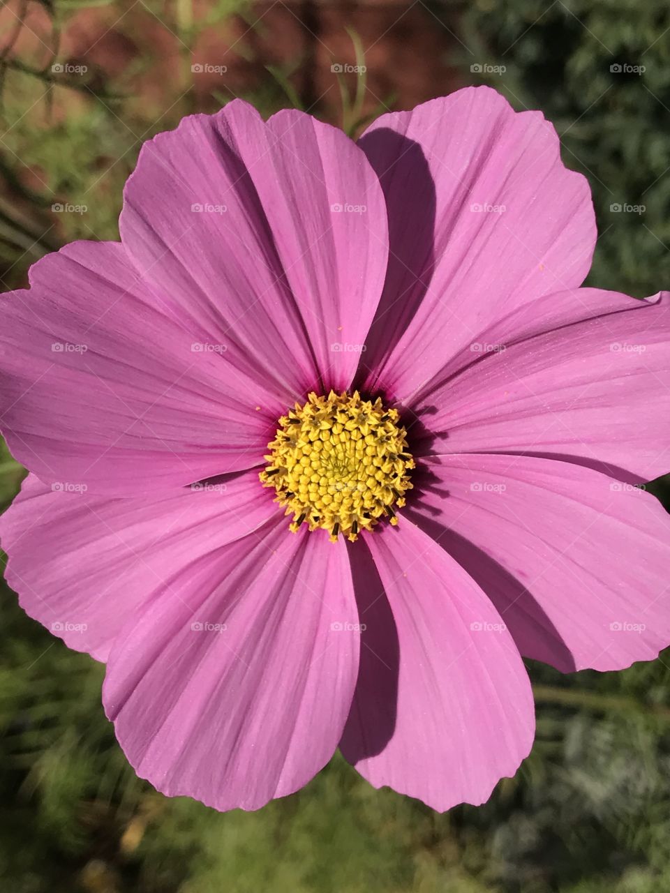 Pink cosmos