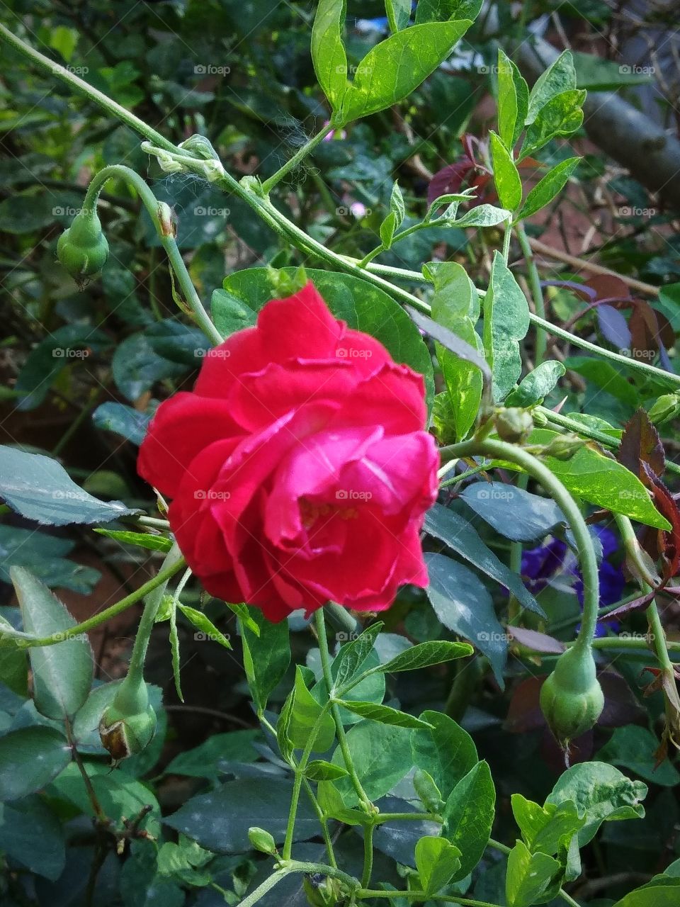 Red......Rose....