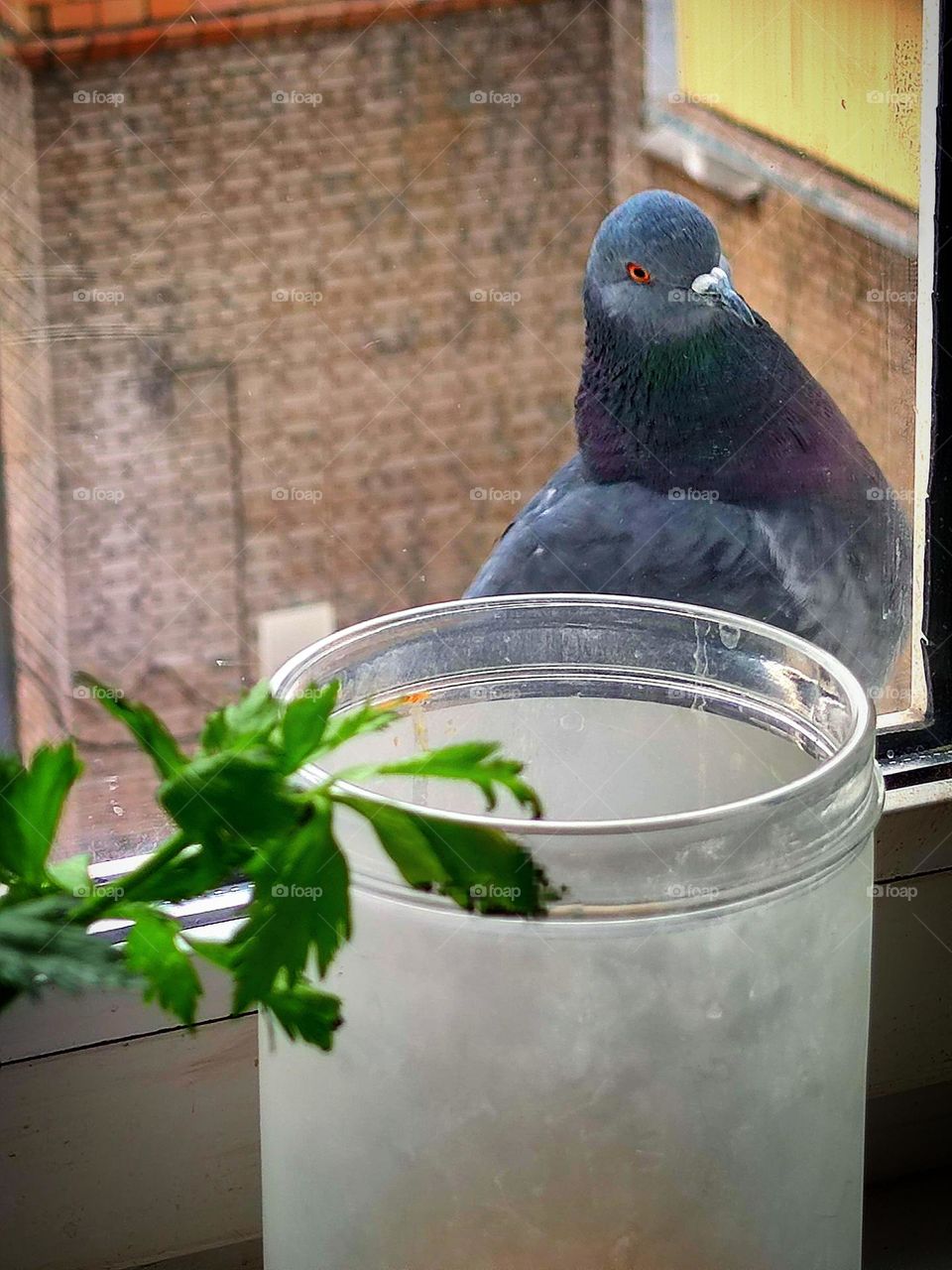 Surprise. Outside the window, on the visor of the street window, a dove sits and looks at the jar, which stands on the windowsill. Unexpected guest