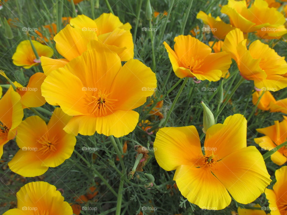 beautiful flowers in the garden